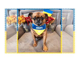 Brussels Griffon-Unknown Mix Dogs for adoption in Princeton, MN, USA