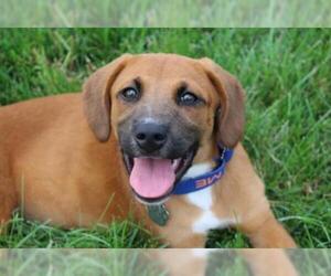 Labrador Retriever Dogs for adoption in Rockville, MD, USA