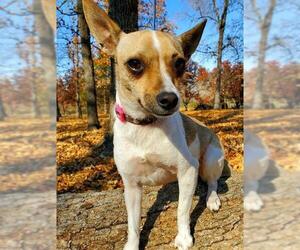 Rat Terrier Dogs for adoption in Claremore, OK, USA