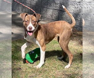 American Pit Bull Terrier Dogs for adoption in Minneapolis, MN, USA