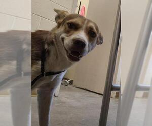 Huskies -Unknown Mix Dogs for adoption in Texas City, TX, USA