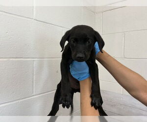 Labrador Retriever Dogs for adoption in San Bernardino, CA, USA