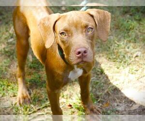 Unknown-Vizsla Mix Dogs for adoption in Tallahassee, FL, USA