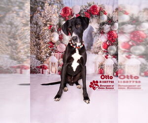 Great Dane Dogs for adoption in Riverside, CA, USA