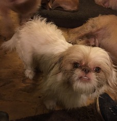 Shih Tzu Dogs for adoption in Lithia, FL, USA