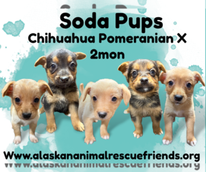 Chiranian Dogs for adoption in Anchorage, AK, USA