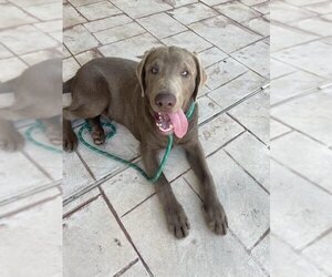 Labrador Retriever-Unknown Mix Dogs for adoption in Nazareth, PA, USA