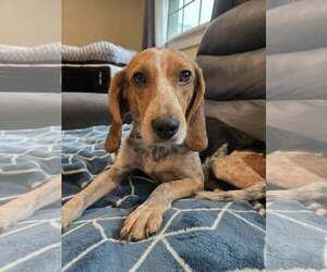 Beagle-Unknown Mix Dogs for adoption in Woodbury, NY, USA