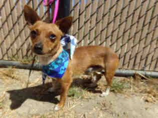 Chipin Dogs for adoption in Norco, CA, USA