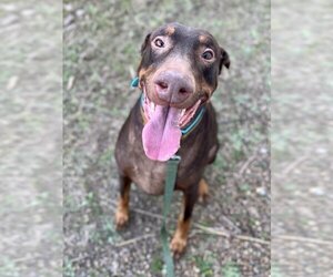 Doberman Pinscher Dogs for adoption in Evansville, IN, USA