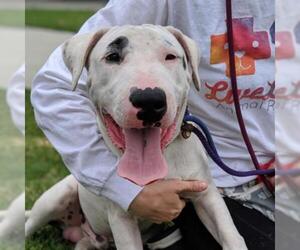 Bull Terrier Dogs for adoption in Long Beach, CA, USA