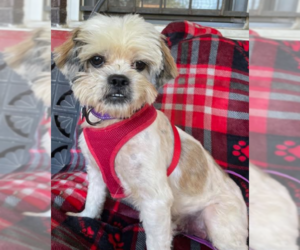 Shih Tzu-Unknown Mix Dogs for adoption in Cranston, RI, USA