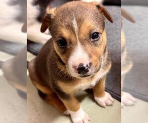 German Shepherd Dog-Unknown Mix Dogs for adoption in Stockton, CA, USA