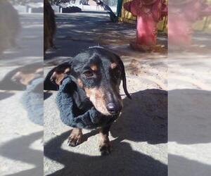 Dachshund Dogs for adoption in Apple Valley, CA, USA