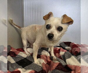 Chihuahua Dogs for adoption in Long Beach, CA, USA
