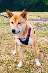 Shiba Inu Dogs for adoption in Brighton, TN, USA