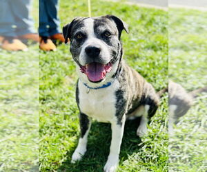 Siberian Husky-Unknown Mix Dogs for adoption in Manahawkin, NJ, USA