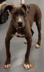 American Pit Bull Terrier Dogs for adoption in Dahlgren, VA, USA