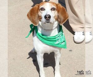 Beagle-Unknown Mix Dogs for adoption in Washington, DC, USA