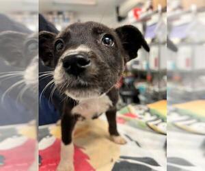Labrador Retriever-Unknown Mix Dogs for adoption in Downey, CA, USA