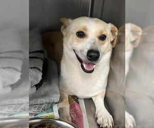 Cardigan Welsh Corgi-Unknown Mix Dogs for adoption in Downey, CA, USA
