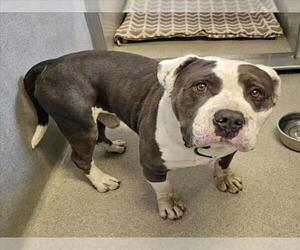 American Pit Bull Terrier Dogs for adoption in Rancho Cucamonga, CA, USA