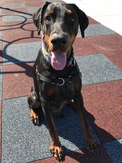 Doberman Pinscher Dogs for adoption in Columbus, OH, USA