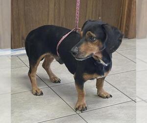 Dachshund Dogs for adoption in Friendswood, TX, USA