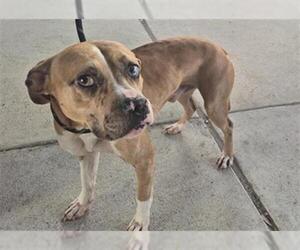 Boxer-Unknown Mix Dogs for adoption in Texas City, TX, USA