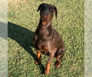 Doberman Pinscher Dogs for adoption in Texas City, TX, USA
