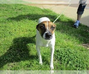 Rat Terrier Dogs for adoption in Eureka Springs, AR, USA