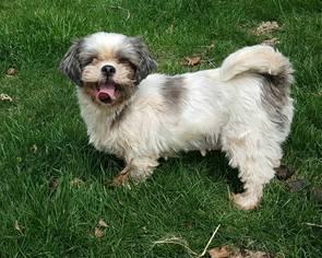 Shih Tzu Dogs for adoption in Morgantown WV, PA, USA