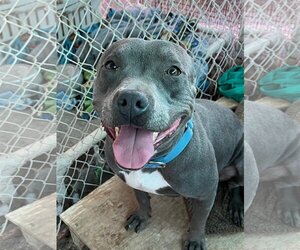 American Pit Bull Terrier Dogs for adoption in Tonopah, AZ, USA