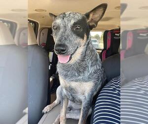 Mutt Dogs for adoption in San Antonio, TX, USA