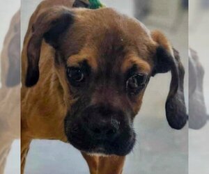 Boxer Dogs for adoption in Vail, AZ, USA