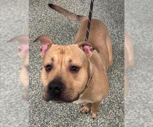 American Pit Bull Terrier-Unknown Mix Dogs for adoption in Salisbury, NC, USA
