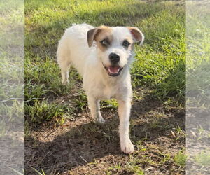 Parson Russell Terrier-Unknown Mix Dogs for adoption in Tampa, FL, USA