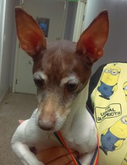 Rat Terrier Dogs for adoption in Seattle, WA, USA