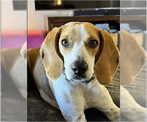 Beagle Dogs for adoption in Tucson, AZ, USA