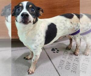 Rat Terrier Dogs for adoption in Little Rock, AR, USA