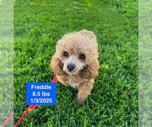 Poodle (Miniature) Dogs for adoption in West Hollywood, CA, USA