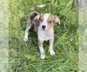 Australian Shepherd Dogs for adoption in Winter, WI, USA