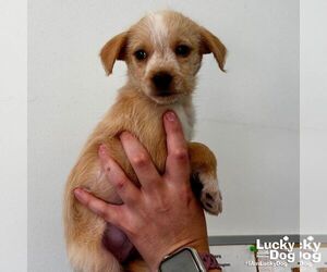 Mutt Dogs for adoption in Washington, DC, USA