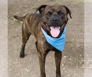 Mutt Dogs for adoption in San Antonio, TX, USA