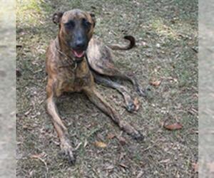 Dutch Shepherd -Unknown Mix Dogs for adoption in Tallahassee, FL, USA