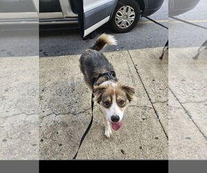 Australian Shepherd-Collie Mix Dogs for adoption in Tracy City, TN, USA