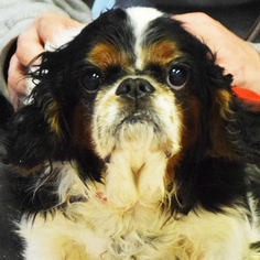 Cavalier King Charles Spaniel Dogs for adoption in Huntley, IL, USA