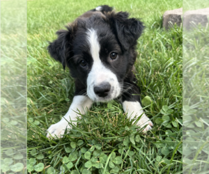 Border Collie-Unknown Mix Dogs for adoption in Plainfield, IL, USA