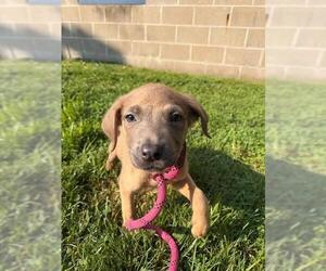 German Shepherd Dog Dogs for adoption in Peoria, IL, USA