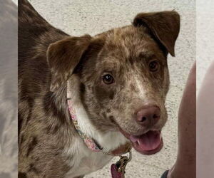 Australian Shepherd-Unknown Mix Dogs for adoption in Canton, CT, USA